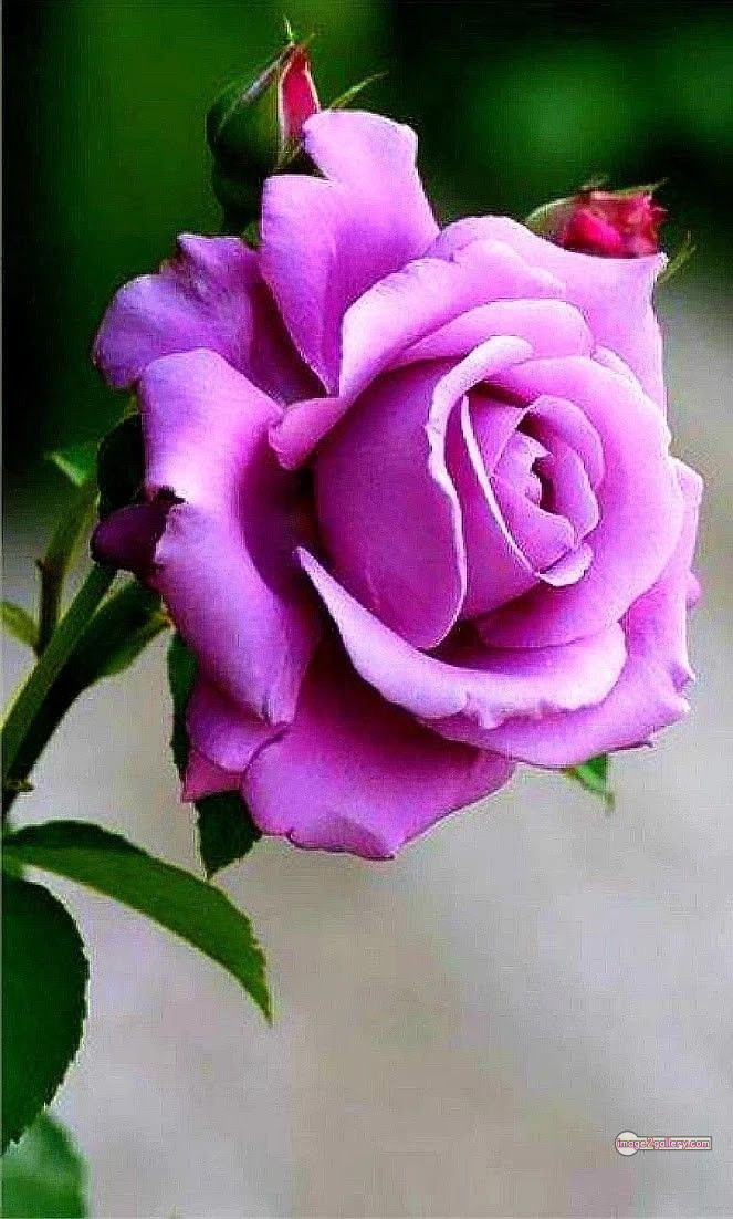3300+ Beautiful Rose Flowers Image | Rose Flower HD Pic Download | 93 love rose flower -(5)