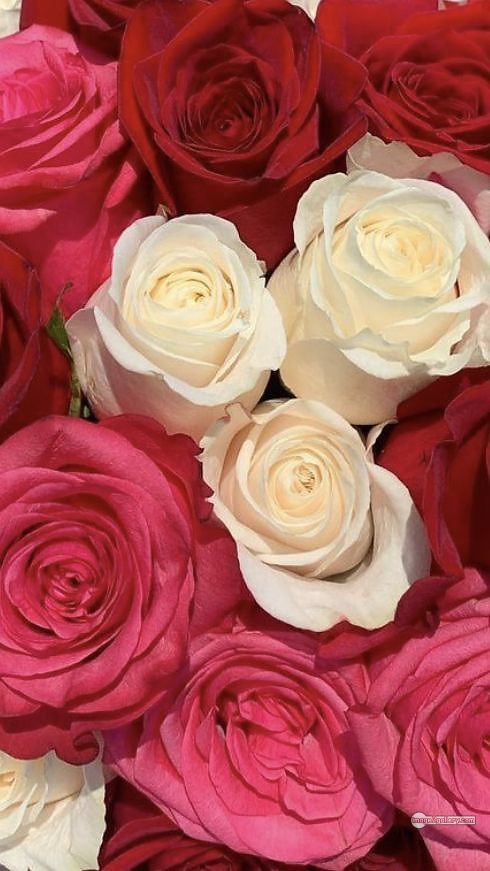 3300+ Beautiful Rose Flowers Image | Rose Flower HD Pic Download | 1866 love rose flower -(6)