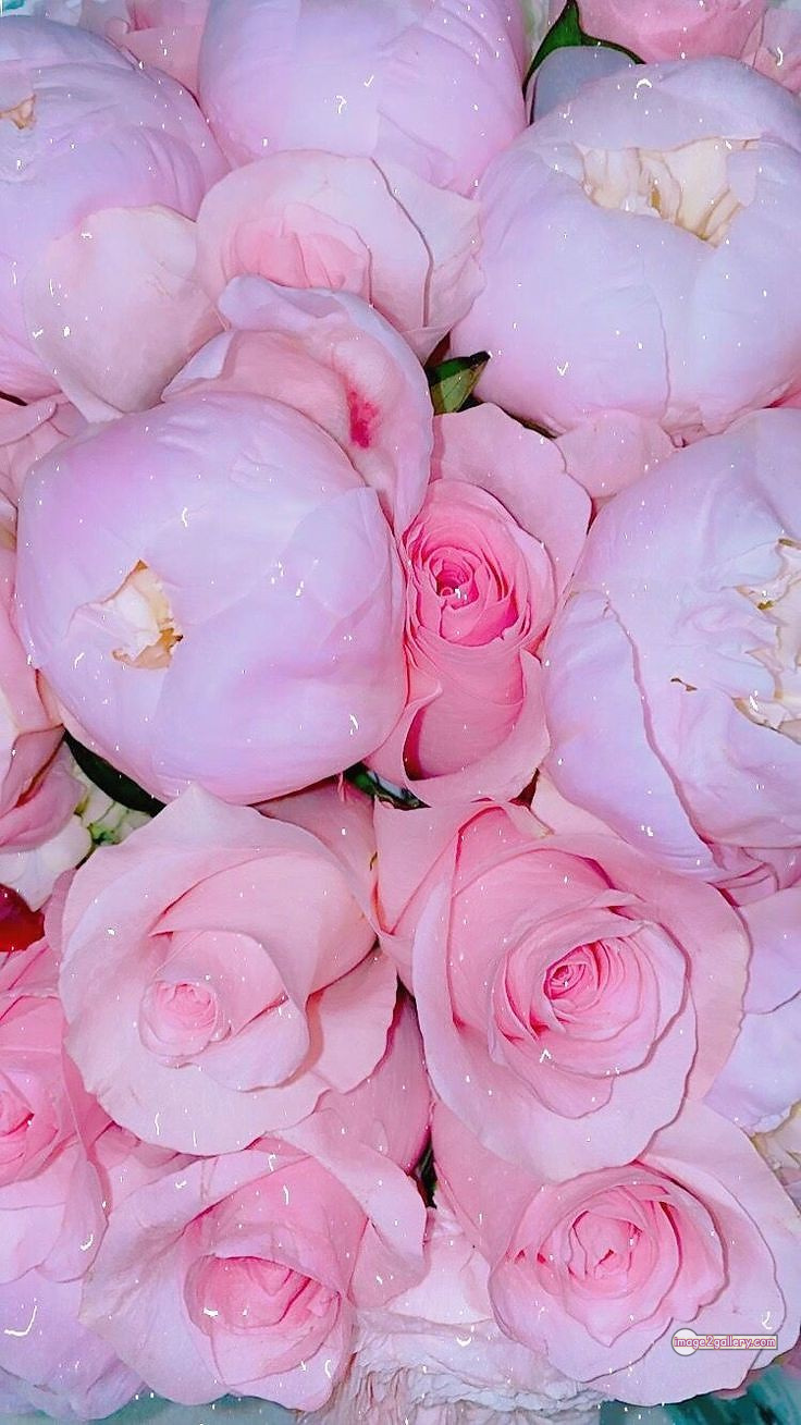 3300+ Beautiful Rose Flowers Image | Rose Flower HD Pic Download | 672 love rose flower -(7)