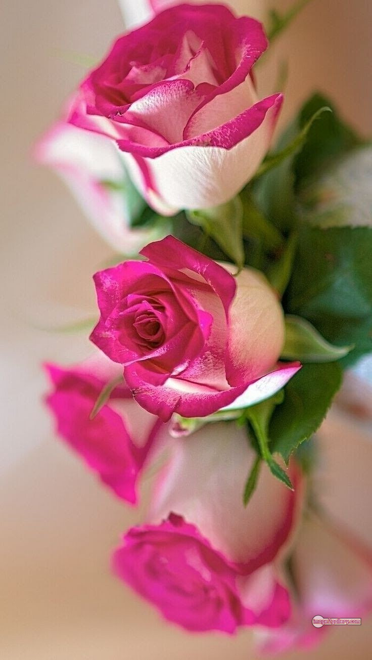 3300+ Beautiful Rose Flowers Image | Rose Flower HD Pic Download | 1908 love rose flower -(9)