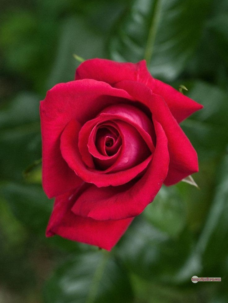 3300+ Beautiful Rose Flowers Image | Rose Flower HD Pic Download | 967 lovely red rose -(10)