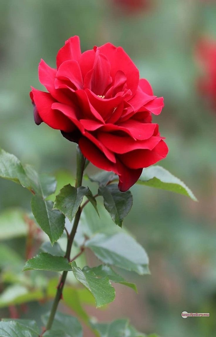 3300+ Beautiful Rose Flowers Image | Rose Flower HD Pic Download | 262 lovely red rose -(11)