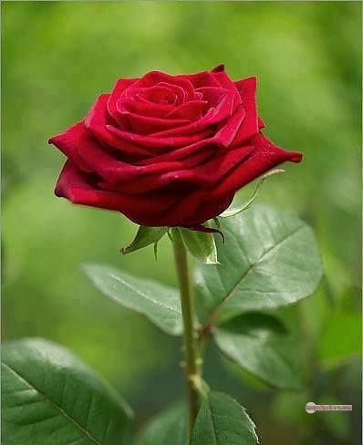 3300+ Beautiful Rose Flowers Image | Rose Flower HD Pic Download | 150 lovely red rose -(14)