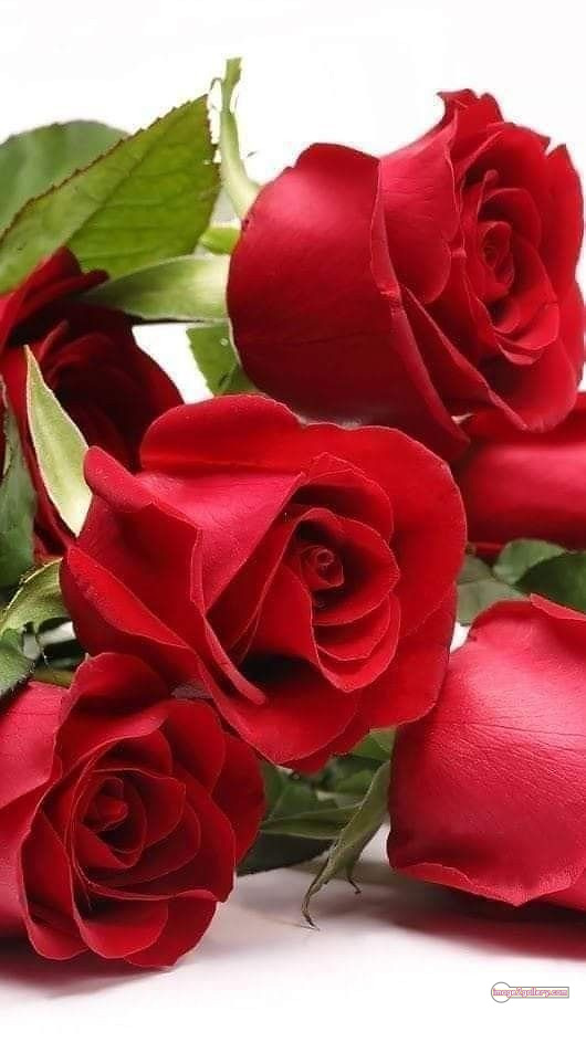 3300+ Beautiful Rose Flowers Image | Rose Flower HD Pic Download | 221 lovely red rose -(4)