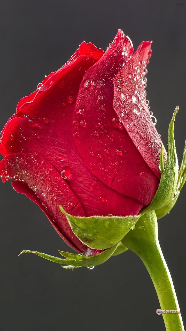 3300+ Beautiful Rose Flowers Image | Rose Flower HD Pic Download | 55 lovely red rose -(5)