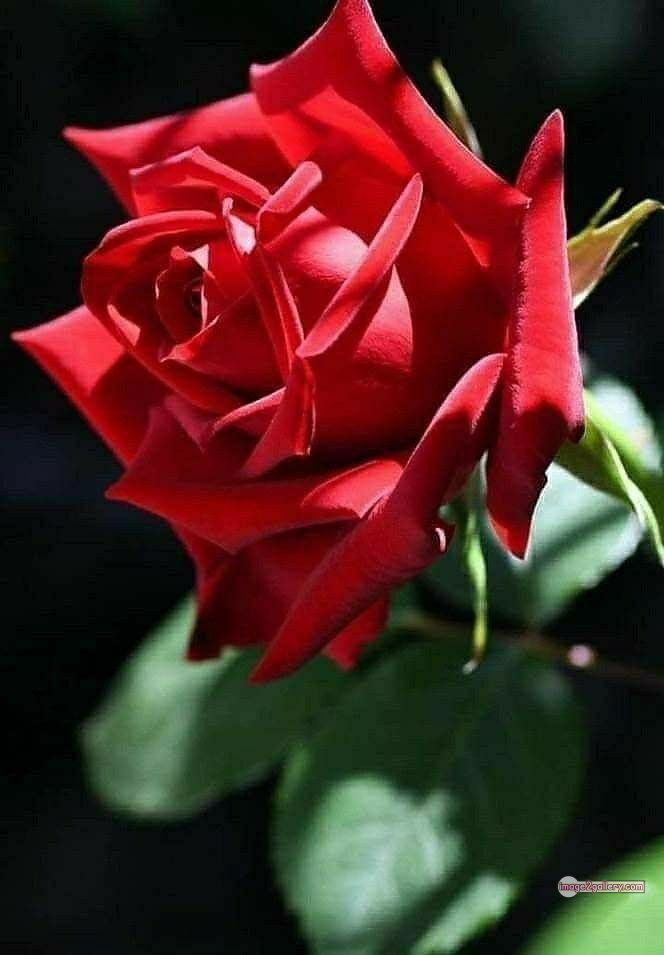3300+ Beautiful Rose Flowers Image | Rose Flower HD Pic Download | 1591 lovely red rose -(7)