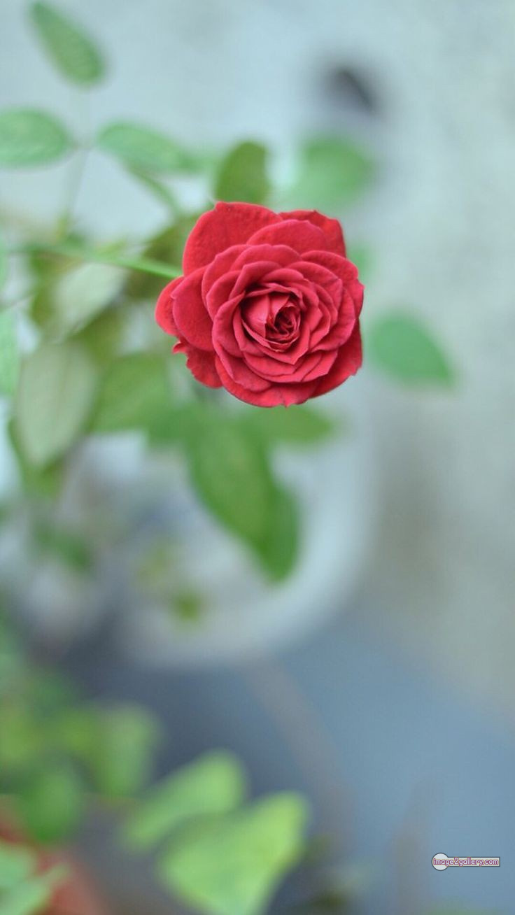 3300+ Beautiful Rose Flowers Image | Rose Flower HD Pic Download | 968 lovely red rose -(8)
