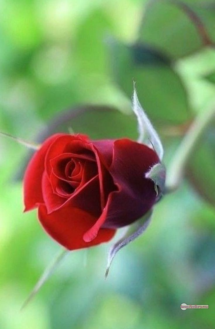 3300+ Beautiful Rose Flowers Image | Rose Flower HD Pic Download | 219 lovely red rose -(9)