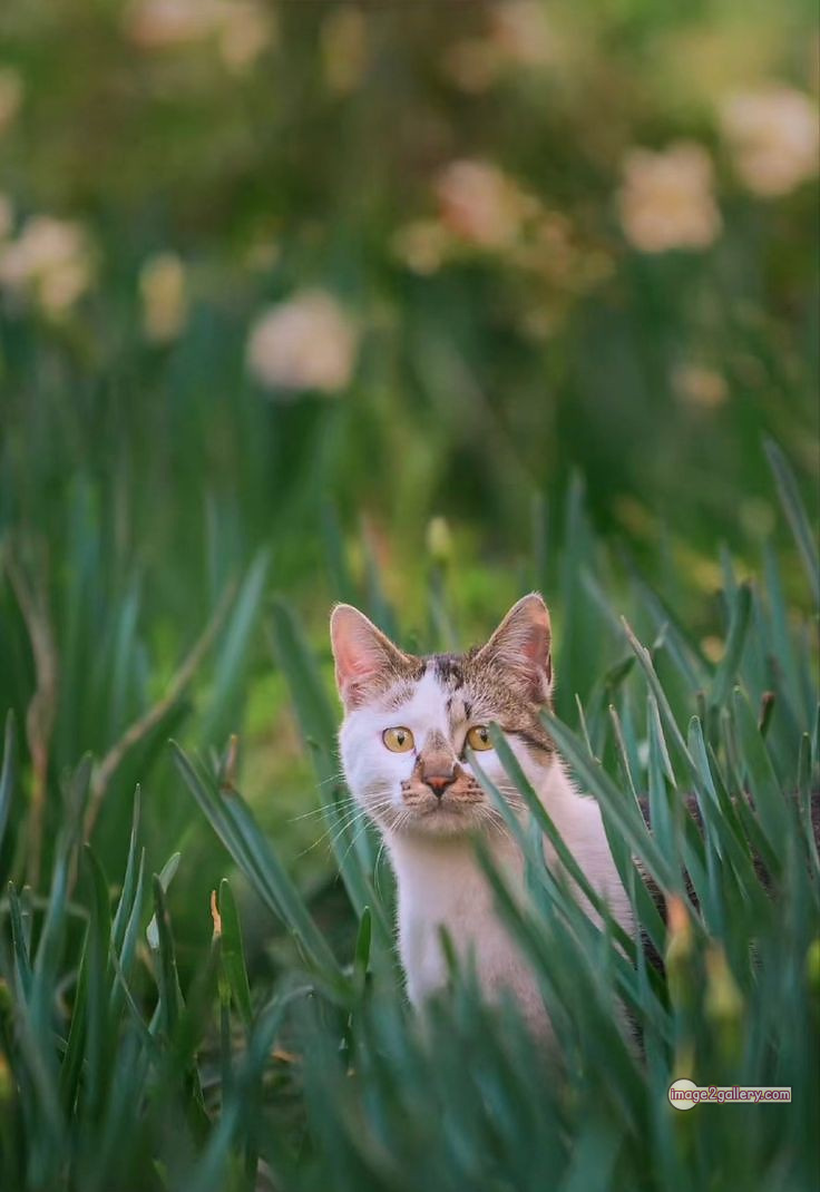 800+ Cute Cate Photos Download | Beautiful Cute Cat Images | 420 nice cat images -(1)