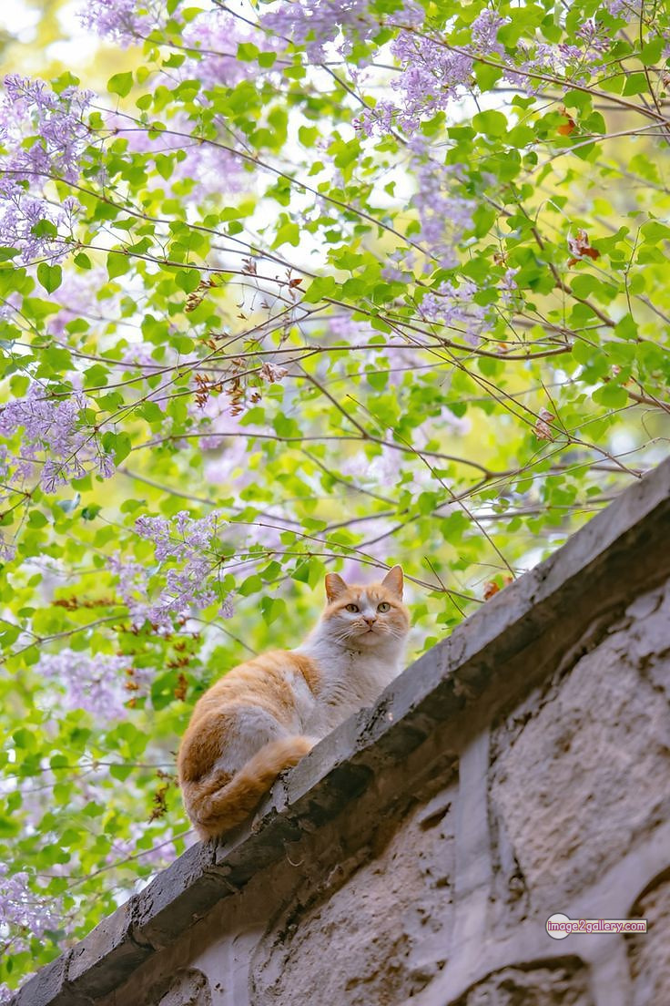 800+ Cute Cate Photos Download | Beautiful Cute Cat Images | 284 nice cat images -(10)