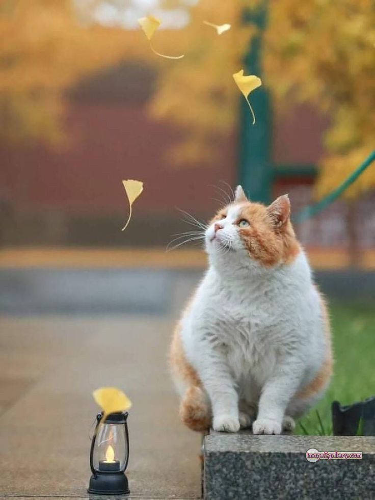 800+ Cute Cate Photos Download | Beautiful Cute Cat Images | 290 nice cat images -(14)