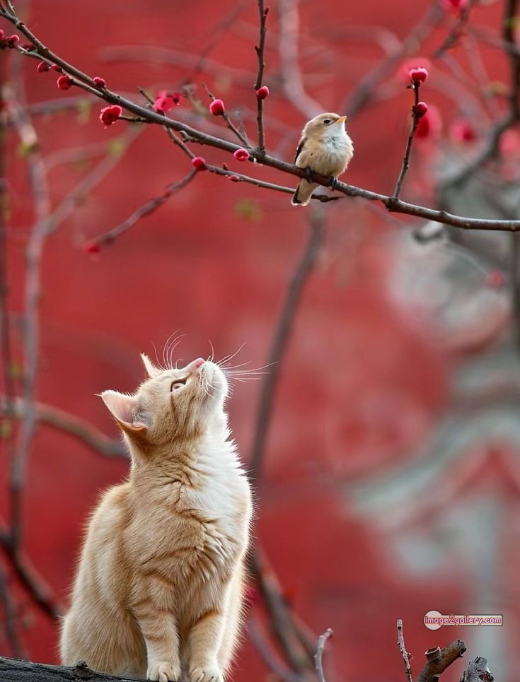 800+ Cute Cate Photos Download | Beautiful Cute Cat Images | 288 nice cat images -(15)