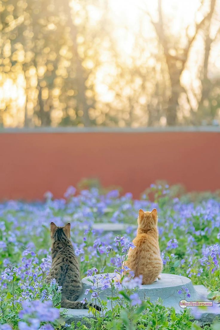 800+ Cute Cate Photos Download | Beautiful Cute Cat Images | 423 nice cat images -(16)