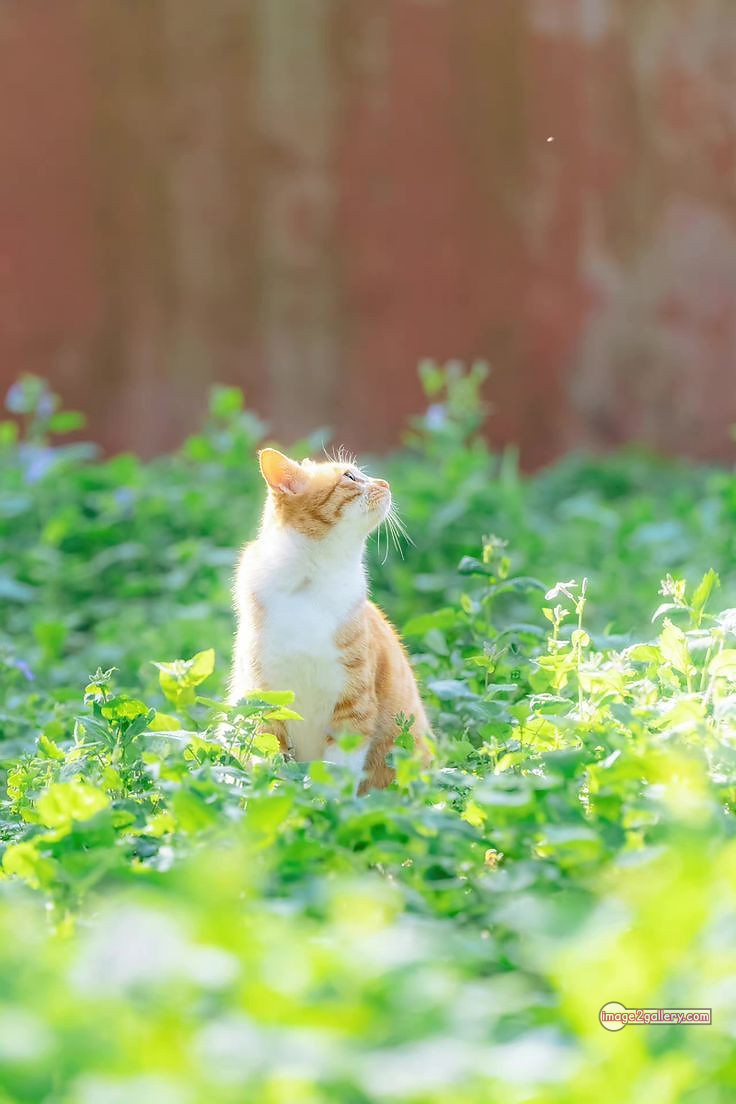 800+ Cute Cate Photos Download | Beautiful Cute Cat Images | 425 nice cat images -(18)