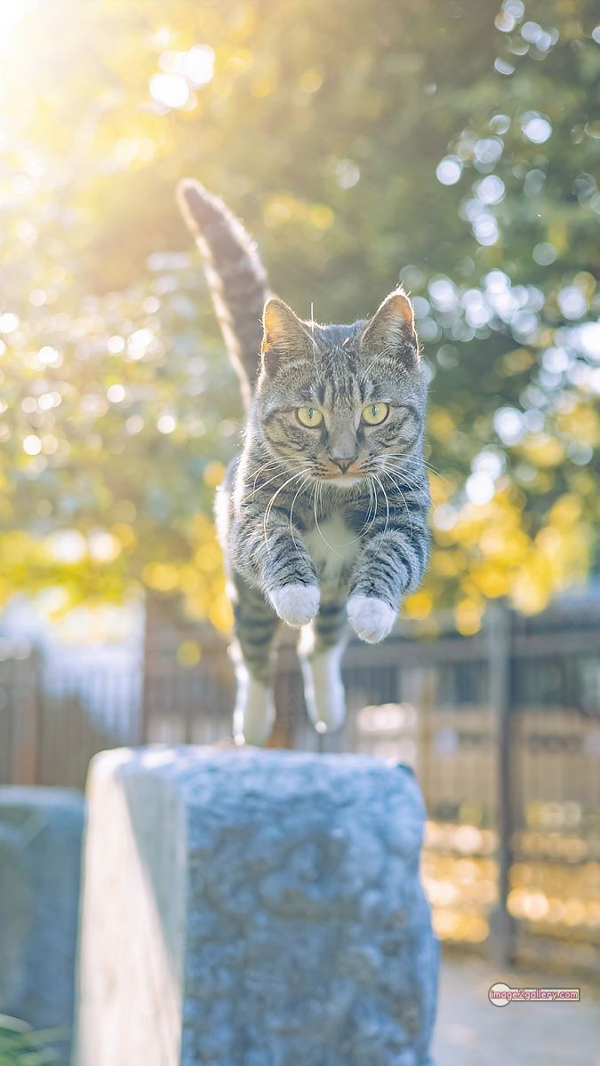 800+ Cute Cate Photos Download | Beautiful Cute Cat Images | 424 nice cat images -(19)