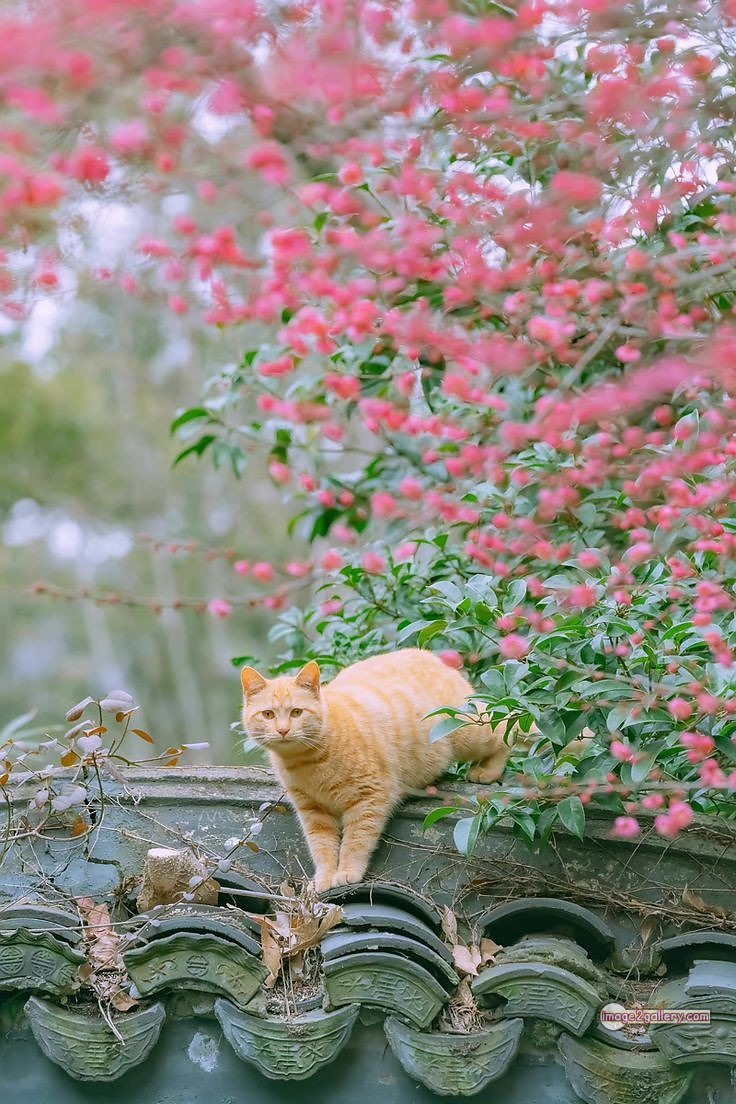 800+ Cute Cate Photos Download | Beautiful Cute Cat Images | 427 nice cat images -(20)