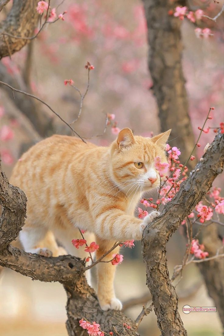800+ Cute Cate Photos Download | Beautiful Cute Cat Images | 428 nice cat images -(23)