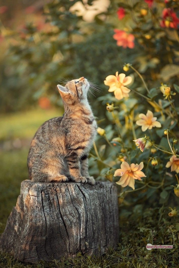 800+ Cute Cate Photos Download | Beautiful Cute Cat Images | 277 nice cat images -(8)