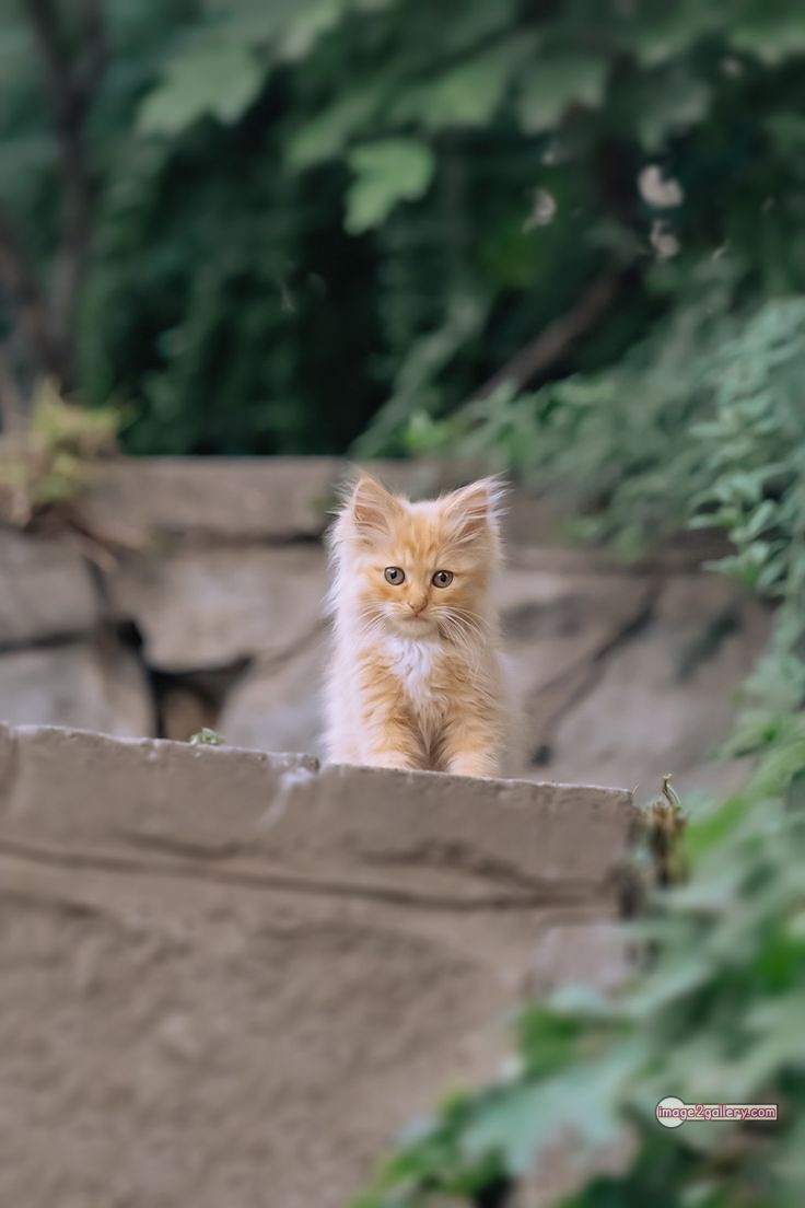 800+ Cute Cate Photos Download | Beautiful Cute Cat Images | 283 nice cat images -(9)