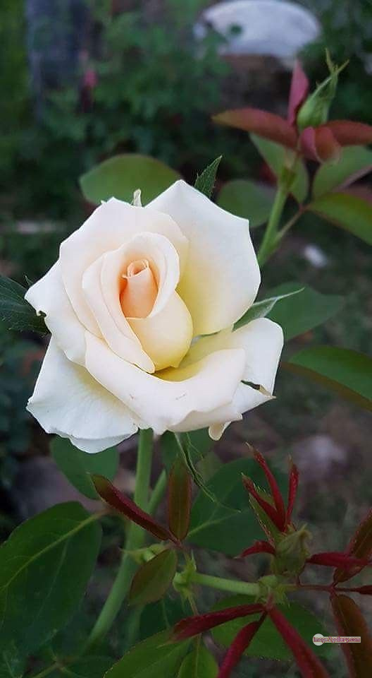 3300+ Beautiful Rose Flowers Image | Rose Flower HD Pic Download | 423 photo of a white rose -