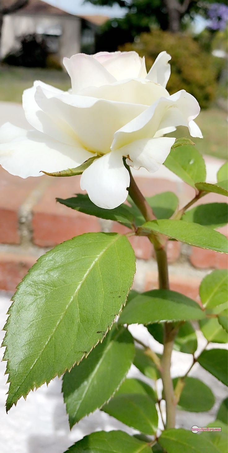 3300+ Beautiful Rose Flowers Image | Rose Flower HD Pic Download | 492 photo of a white rose -(1)