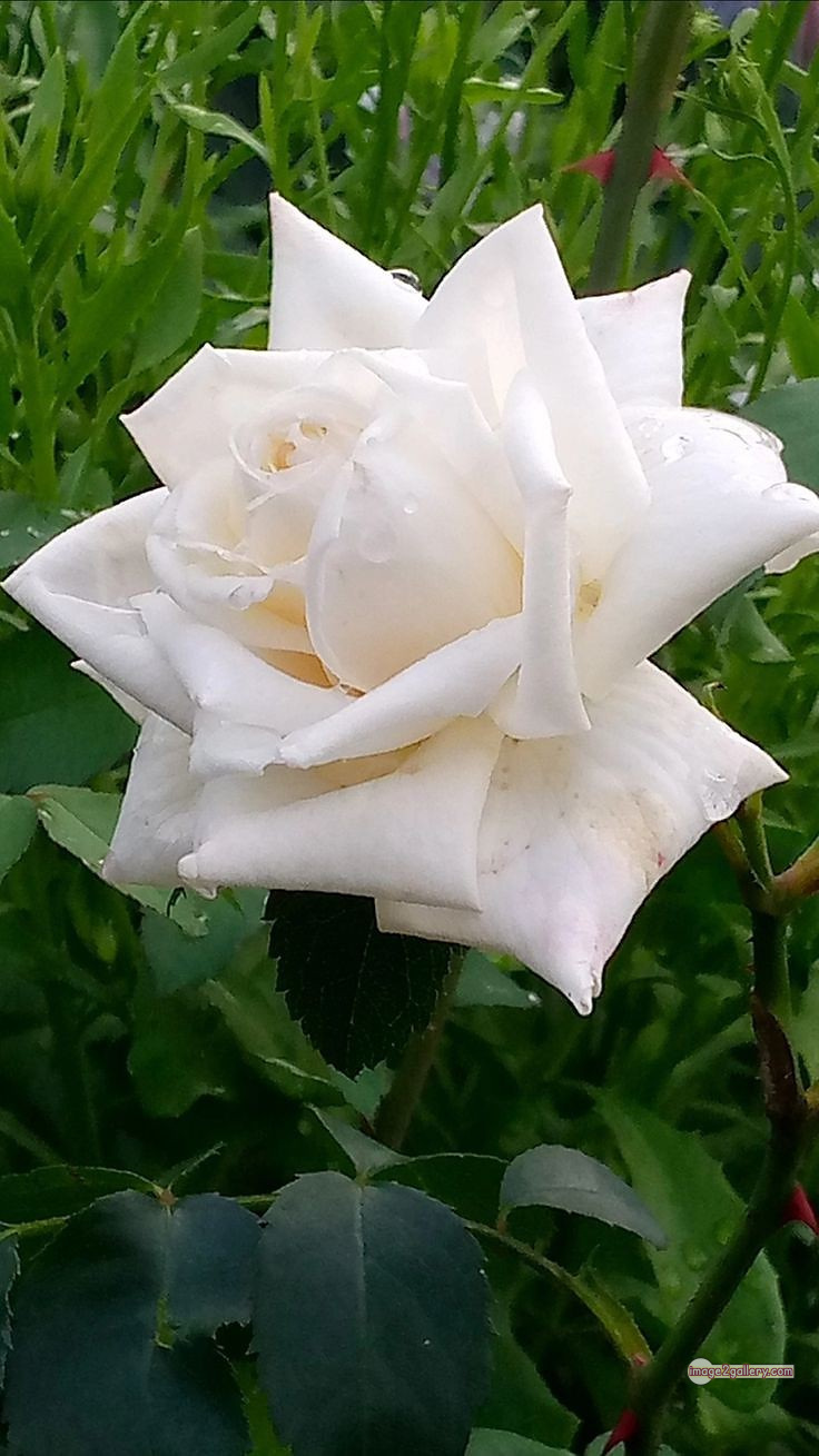 3300+ Beautiful Rose Flowers Image | Rose Flower HD Pic Download | 1681 photo of a white rose -(10)