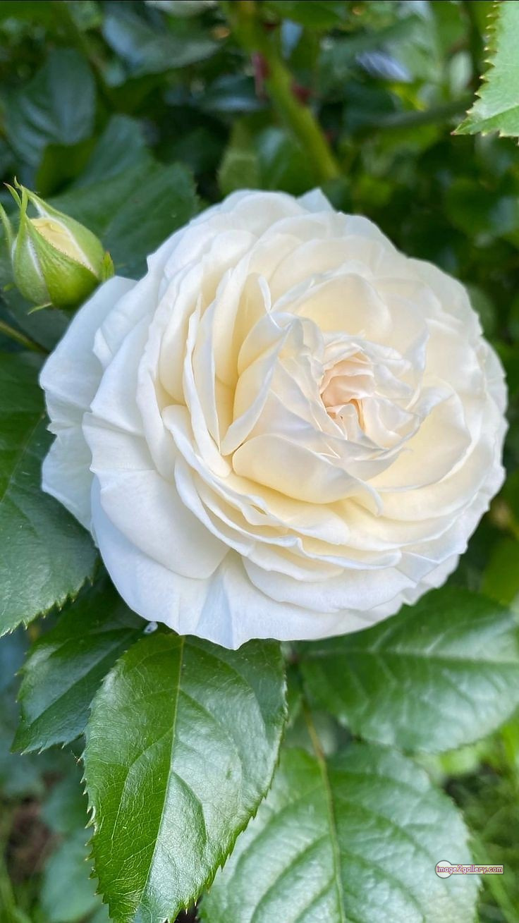 3300+ Beautiful Rose Flowers Image | Rose Flower HD Pic Download | 3058 photo of a white rose -(11)