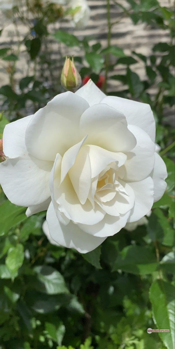 3300+ Beautiful Rose Flowers Image | Rose Flower HD Pic Download | 3061 photo of a white rose -(12)