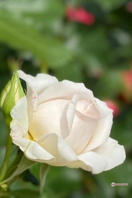3300+ Beautiful Rose Flowers Image | Rose Flower HD Pic Download | 3060 photo of a white rose -(13)