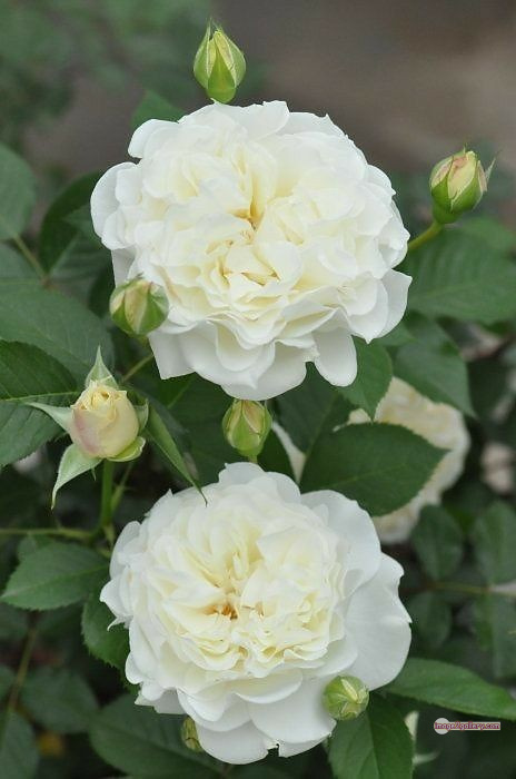 3300+ Beautiful Rose Flowers Image | Rose Flower HD Pic Download | 390 photo of a white rose -(14)