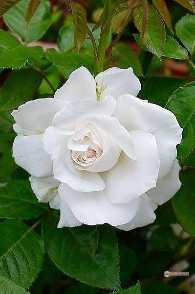 3300+ Beautiful Rose Flowers Image | Rose Flower HD Pic Download | 1595 photo of a white rose -(15)