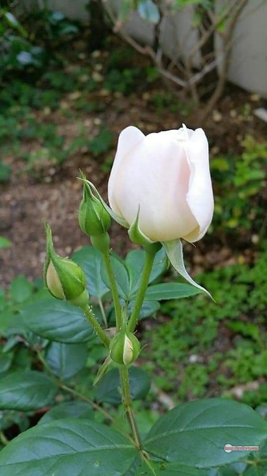 3300+ Beautiful Rose Flowers Image | Rose Flower HD Pic Download | 310 photo of a white rose -(2)