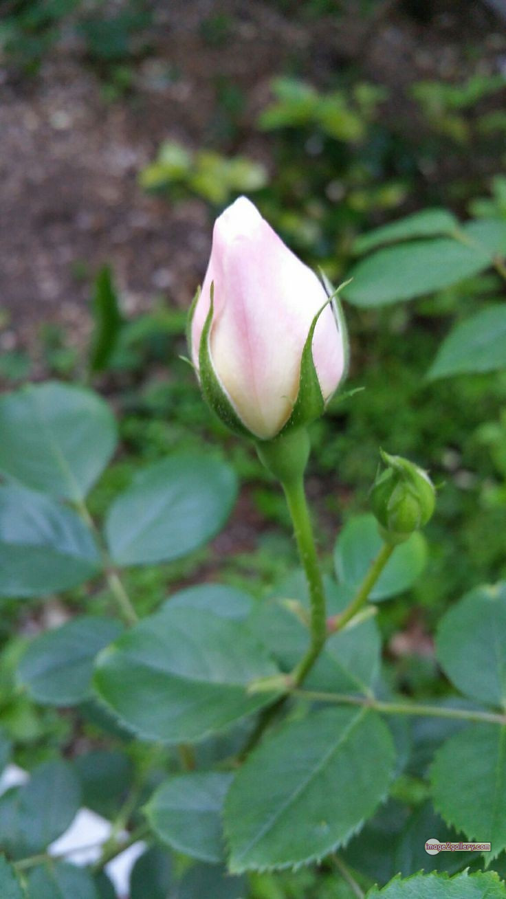 3300+ Beautiful Rose Flowers Image | Rose Flower HD Pic Download | 2979 photo of a white rose -(3)