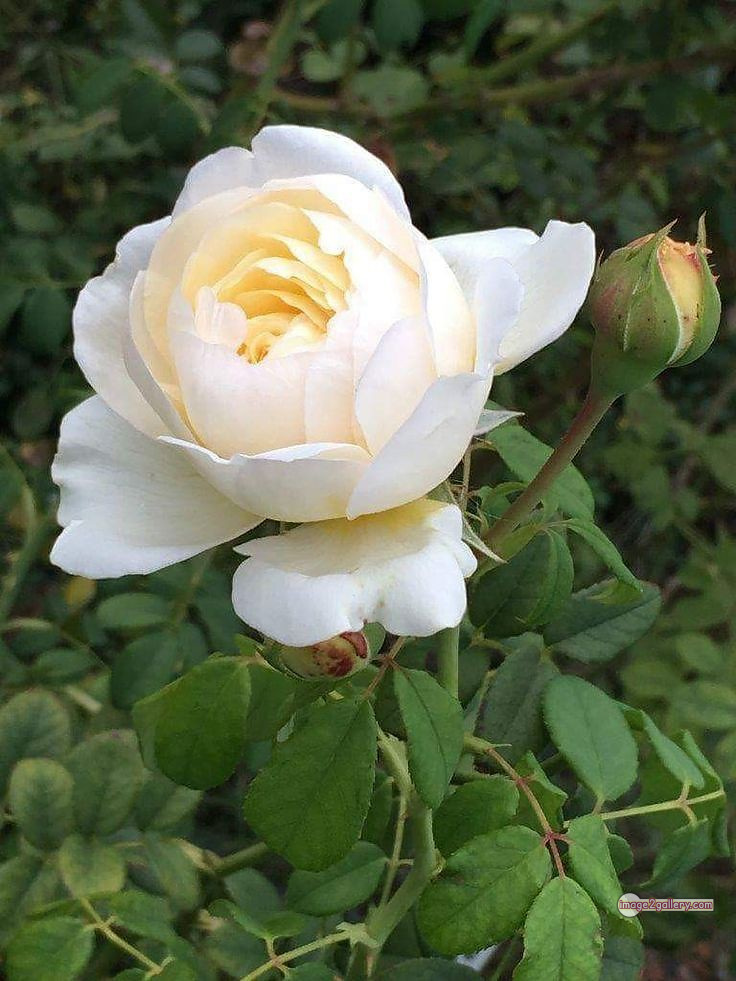 3300+ Beautiful Rose Flowers Image | Rose Flower HD Pic Download | 1683 photo of a white rose -(5)