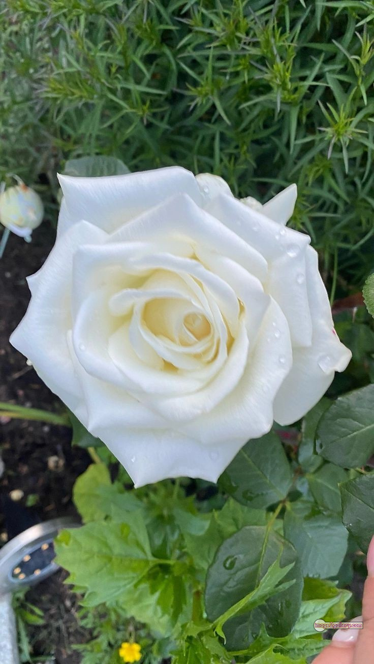 3300+ Beautiful Rose Flowers Image | Rose Flower HD Pic Download | 311 photo of a white rose -(6)