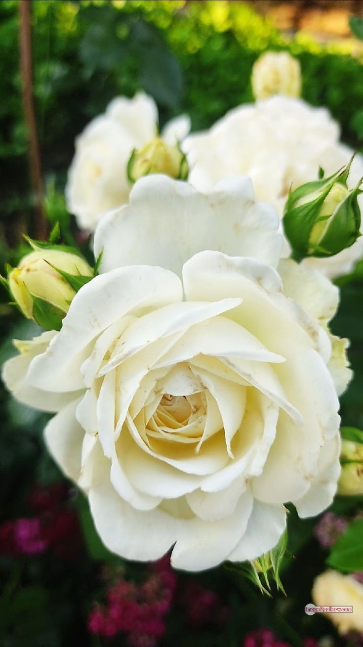 3300+ Beautiful Rose Flowers Image | Rose Flower HD Pic Download | 1682 photo of a white rose -(7)