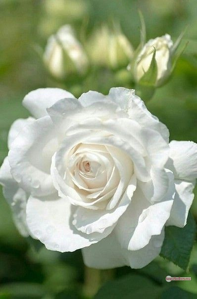 3300+ Beautiful Rose Flowers Image | Rose Flower HD Pic Download | 3059 photo of a white rose -(8)