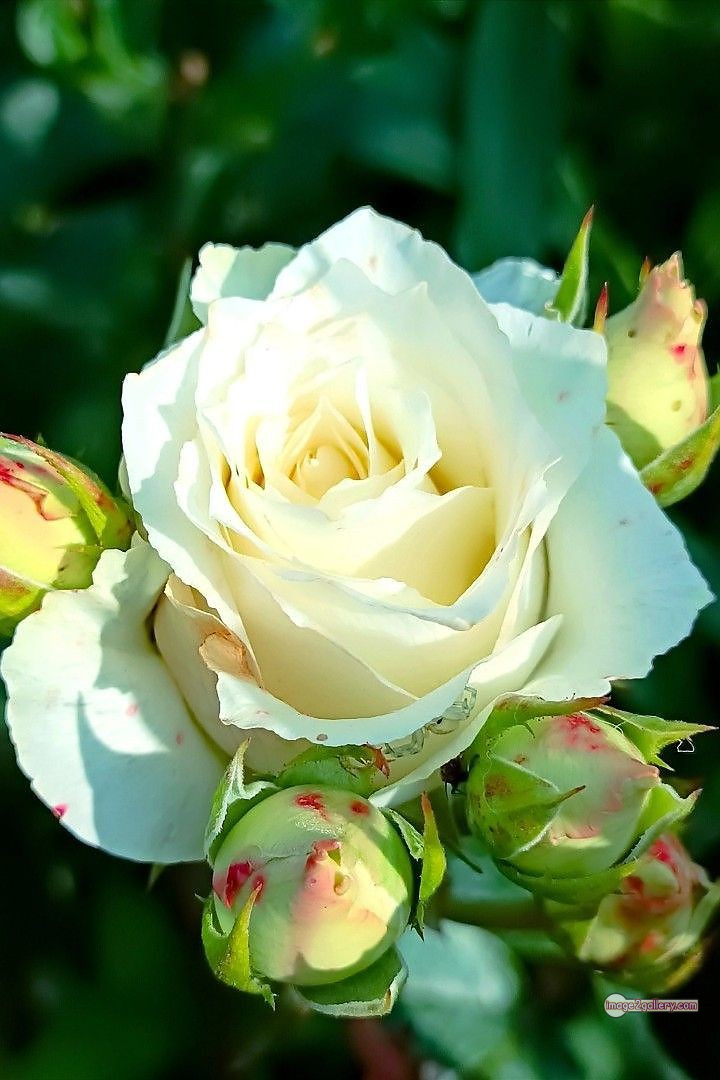 3300+ Beautiful Rose Flowers Image | Rose Flower HD Pic Download | 1746 photo of a white rose -(9)