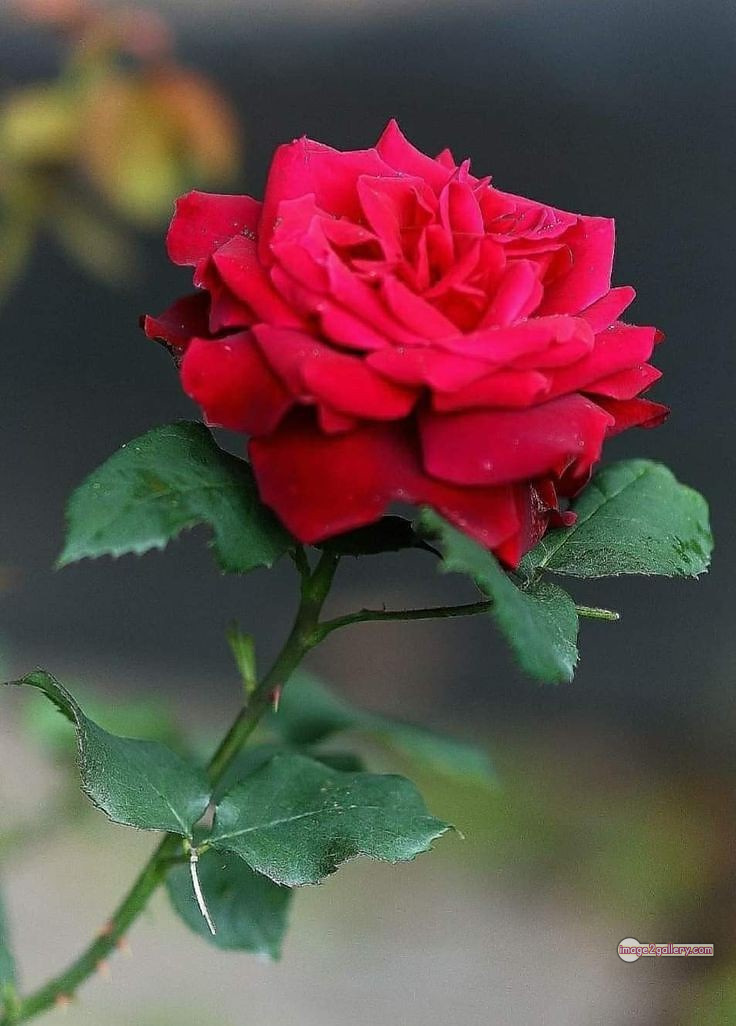 3300+ Beautiful Rose Flowers Image | Rose Flower HD Pic Download | 2410 photo of red roses bouquet -(1)