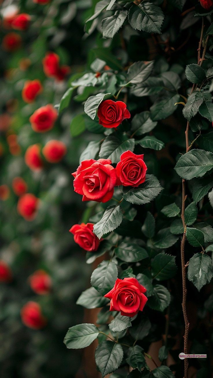 3300+ Beautiful Rose Flowers Image | Rose Flower HD Pic Download | 151 photo of red roses bouquet -(13)
