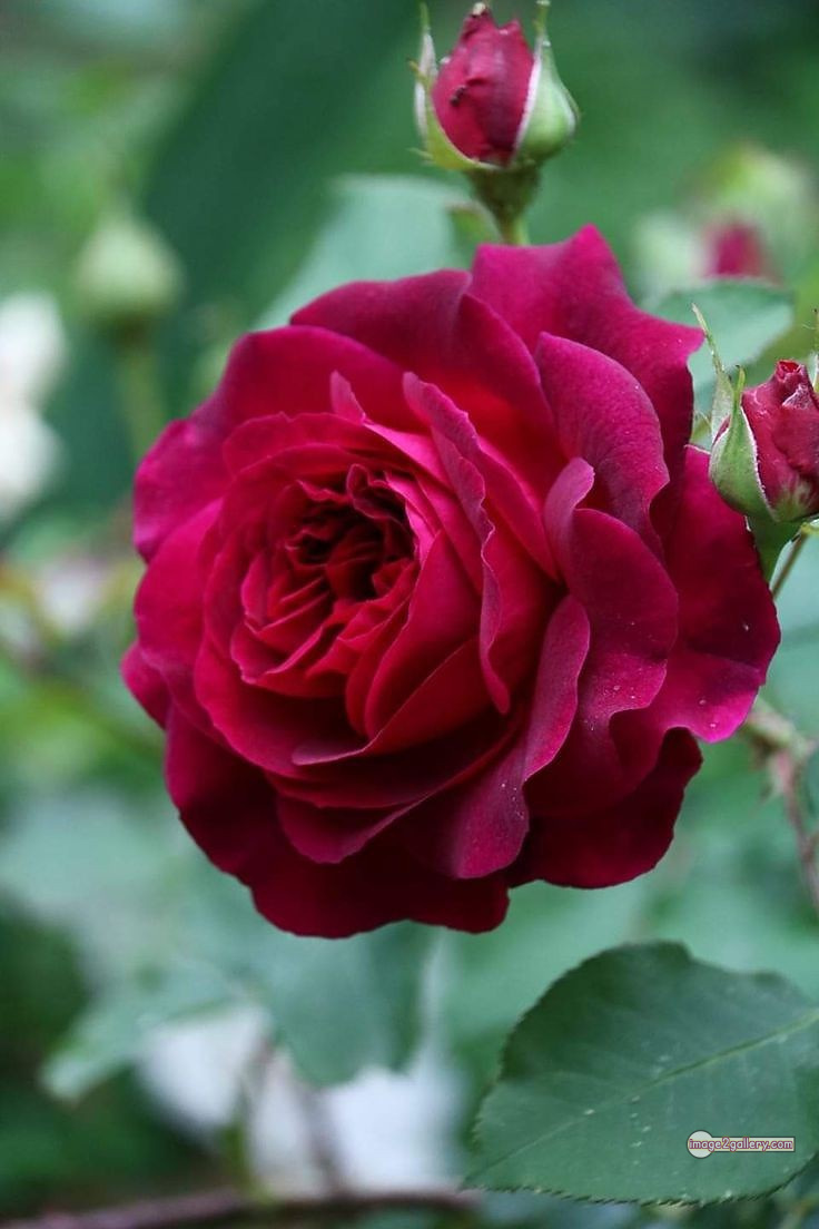 3300+ Beautiful Rose Flowers Image | Rose Flower HD Pic Download | 2413 photo of red roses bouquet -(2)