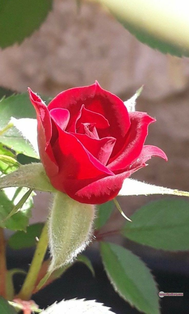 3300+ Beautiful Rose Flowers Image | Rose Flower HD Pic Download | 2414 photo of red roses bouquet -(3)