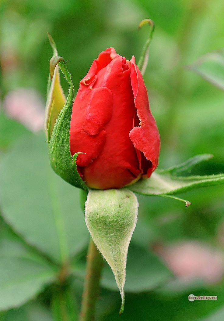 3300+ Beautiful Rose Flowers Image | Rose Flower HD Pic Download | 2436 photo of red roses bouquet -(4)