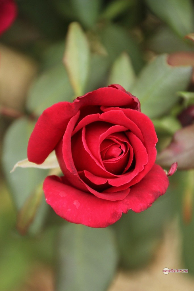 3300+ Beautiful Rose Flowers Image | Rose Flower HD Pic Download | 2435 photo of red roses bouquet -(5)