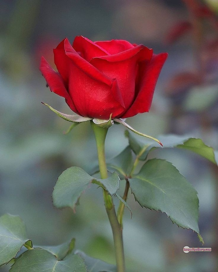 3300+ Beautiful Rose Flowers Image | Rose Flower HD Pic Download | 2178 photo of red roses bouquet -(6)