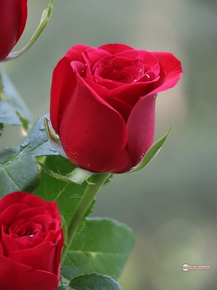 3300+ Beautiful Rose Flowers Image | Rose Flower HD Pic Download | 2454 photo of red roses bouquet -(7)
