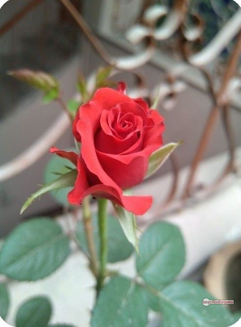 3300+ Beautiful Rose Flowers Image | Rose Flower HD Pic Download | 2455 photo of red roses bouquet -(8)