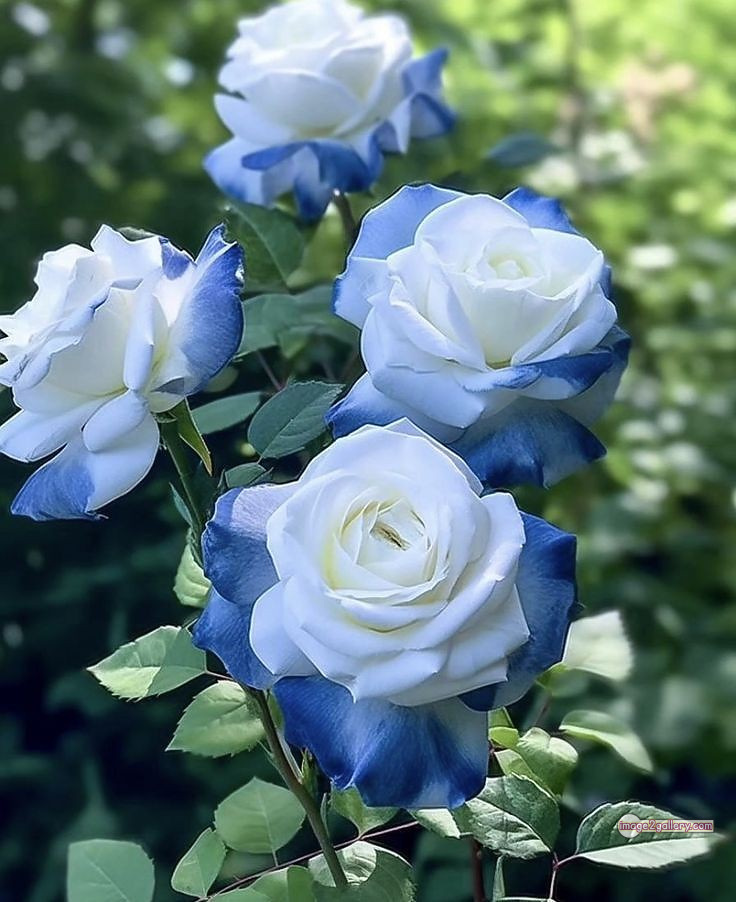 3300+ Beautiful Rose Flowers Image | Rose Flower HD Pic Download | 1203 photos rose -