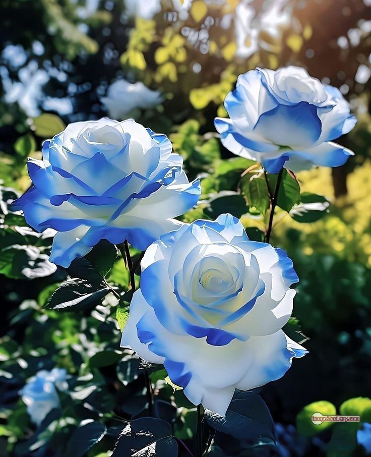 3300+ Beautiful Rose Flowers Image | Rose Flower HD Pic Download | 1521 photos rose -(1)