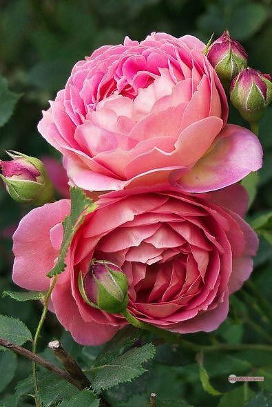 3300+ Beautiful Rose Flowers Image | Rose Flower HD Pic Download | 2568 photos rose -(10)